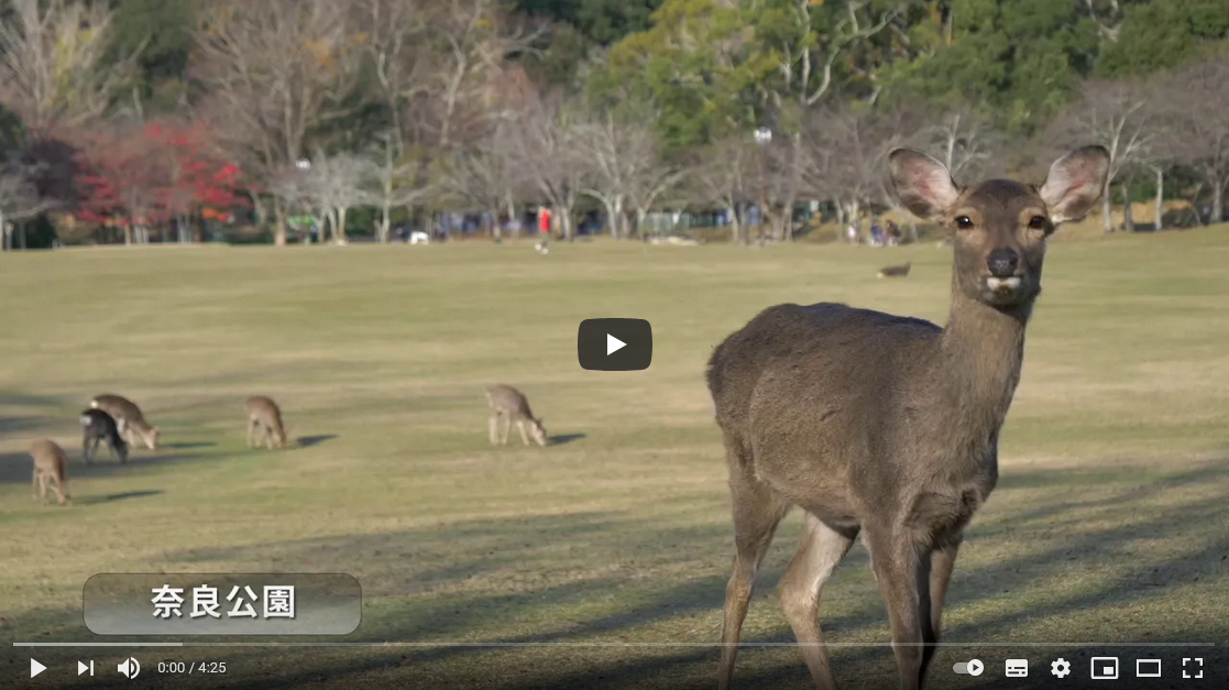奈良SDGs学び旅 奈良公園・鹿