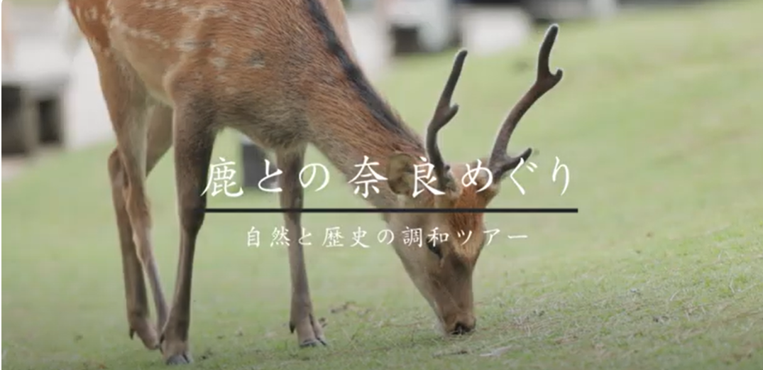 鹿との奈良めぐり～自然と歴史の調和ツアー～　鹿×春日大社